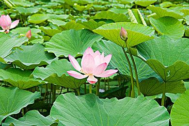 《Swords & Slippers》新版本视频 白雪公主猛烈攻击